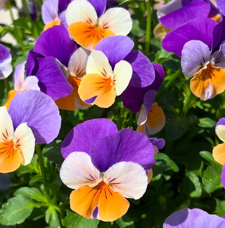 Pansy Japan Series Felizitas 60 Seeds