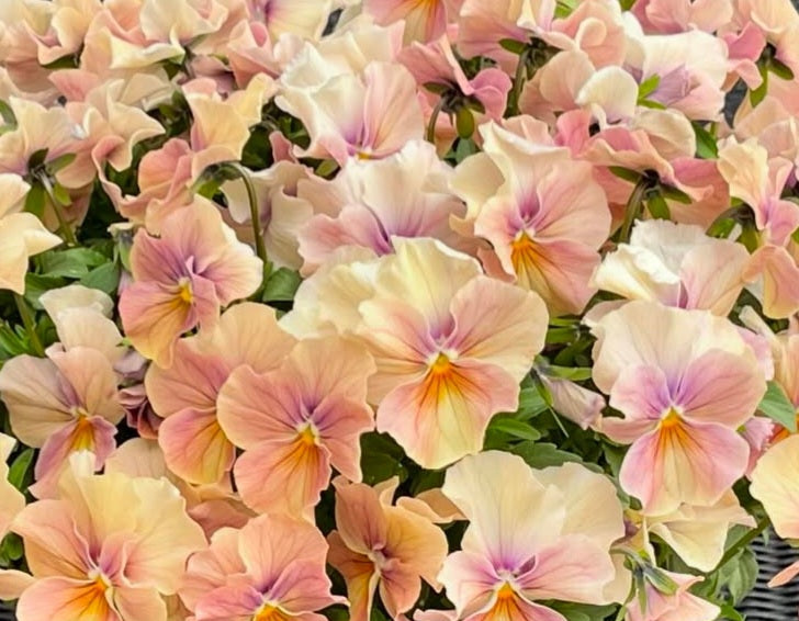 Pansy Japan Series Carina 60 Seeds