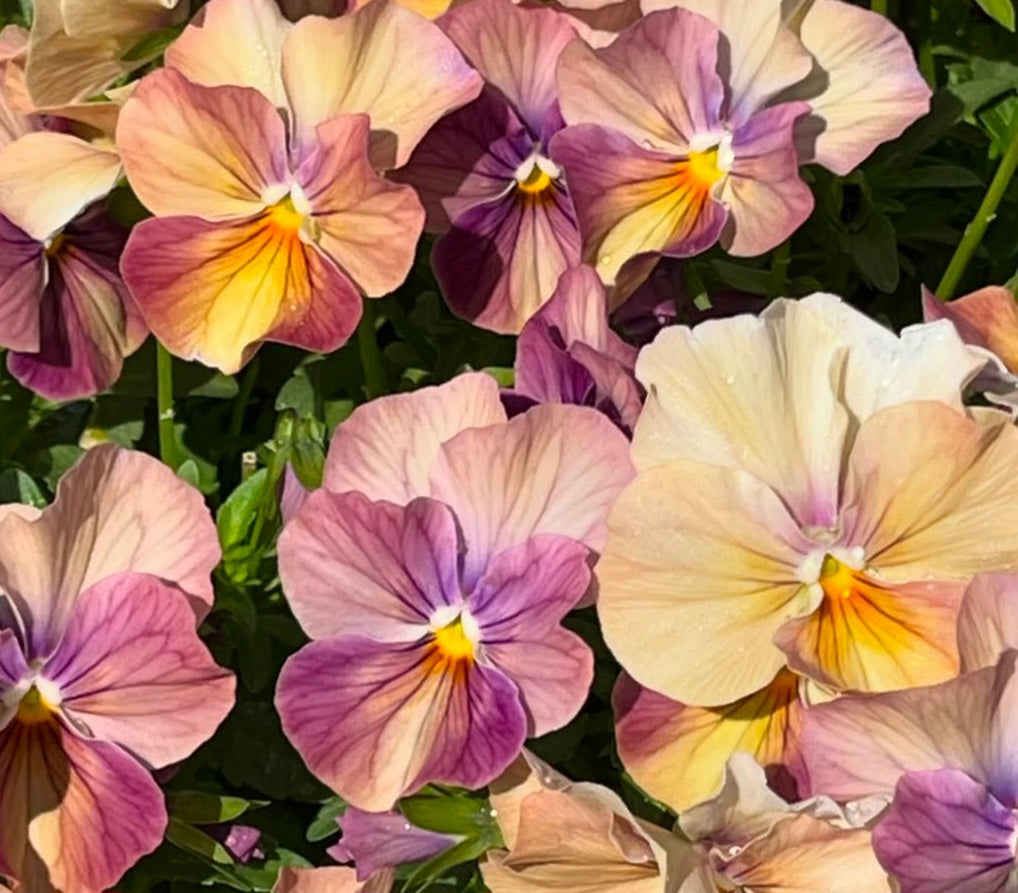 Pansy Japan Series Carina 60 Seeds