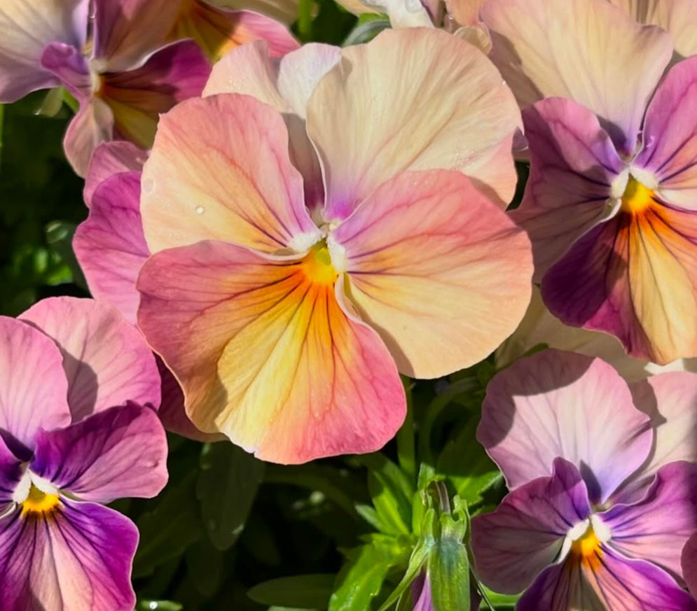 Pansy Japan Series Carina 60 Seeds