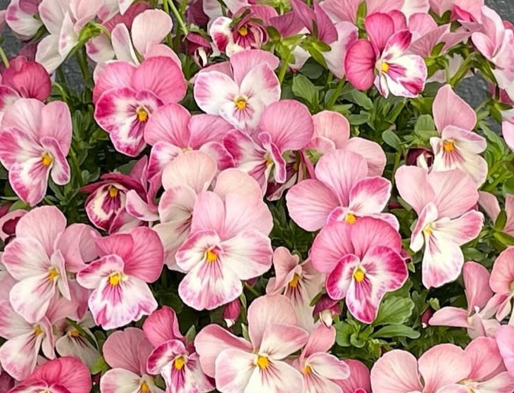 Pansy Japan Series Margarete 60 Seeds