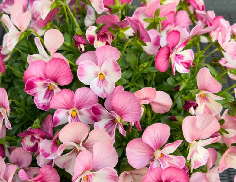 Pansy Japan Series Margarete 60 Seeds