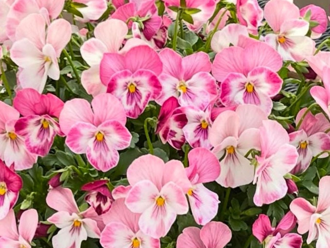 Pansy Japan Series Margarete 60 Seeds