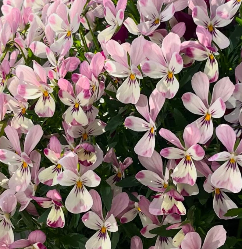 Pansy Japan Series Johanna 60 Seeds