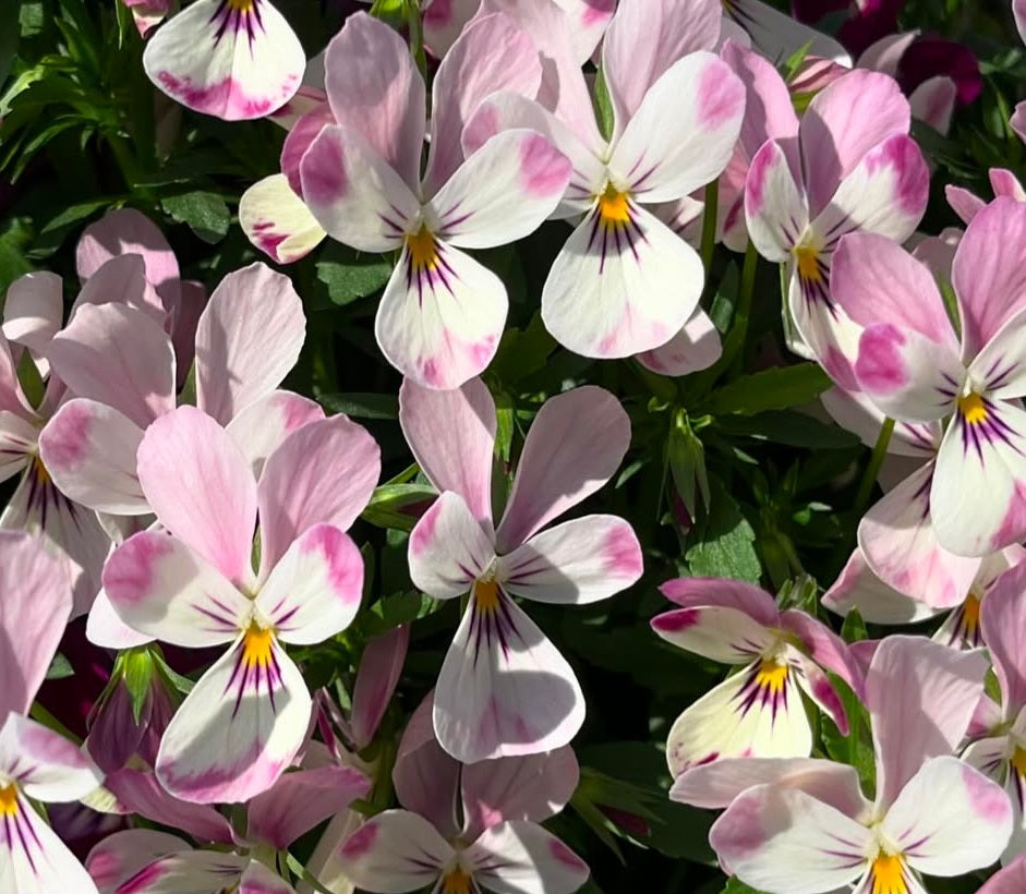 Pansy Japan Series Johanna 60 Seeds