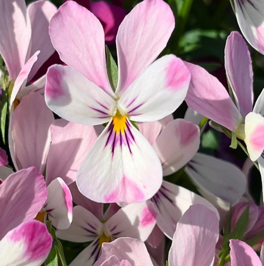 Pansy Japan Series Johanna 60 Seeds