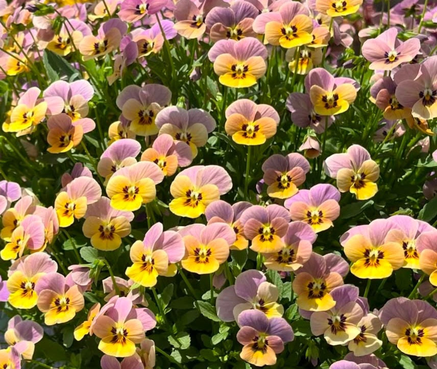 Pansy Japan Series Ursula 60 Seeds