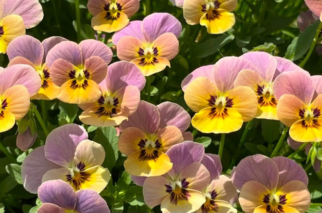 Pansy Japan Series Ursula 60 Seeds