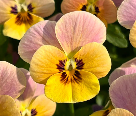 Pansy Japan Series Ursula 60 Seeds