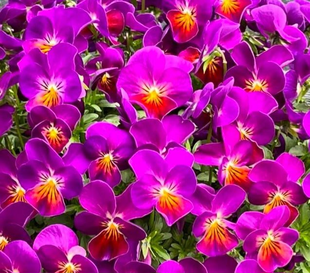 Pansy Japan Series Adelinde 60 Seeds