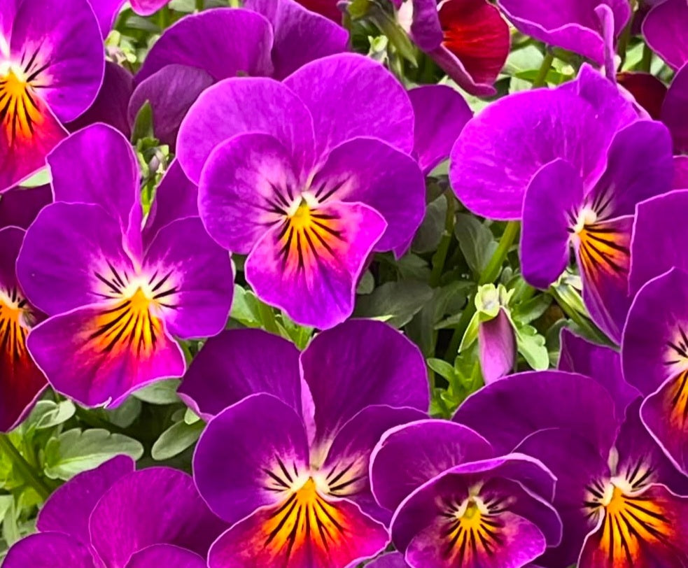 Pansy Japan Series Adelinde 60 Seeds