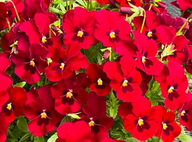 Pansy Japan Series Liesel 60 Seeds