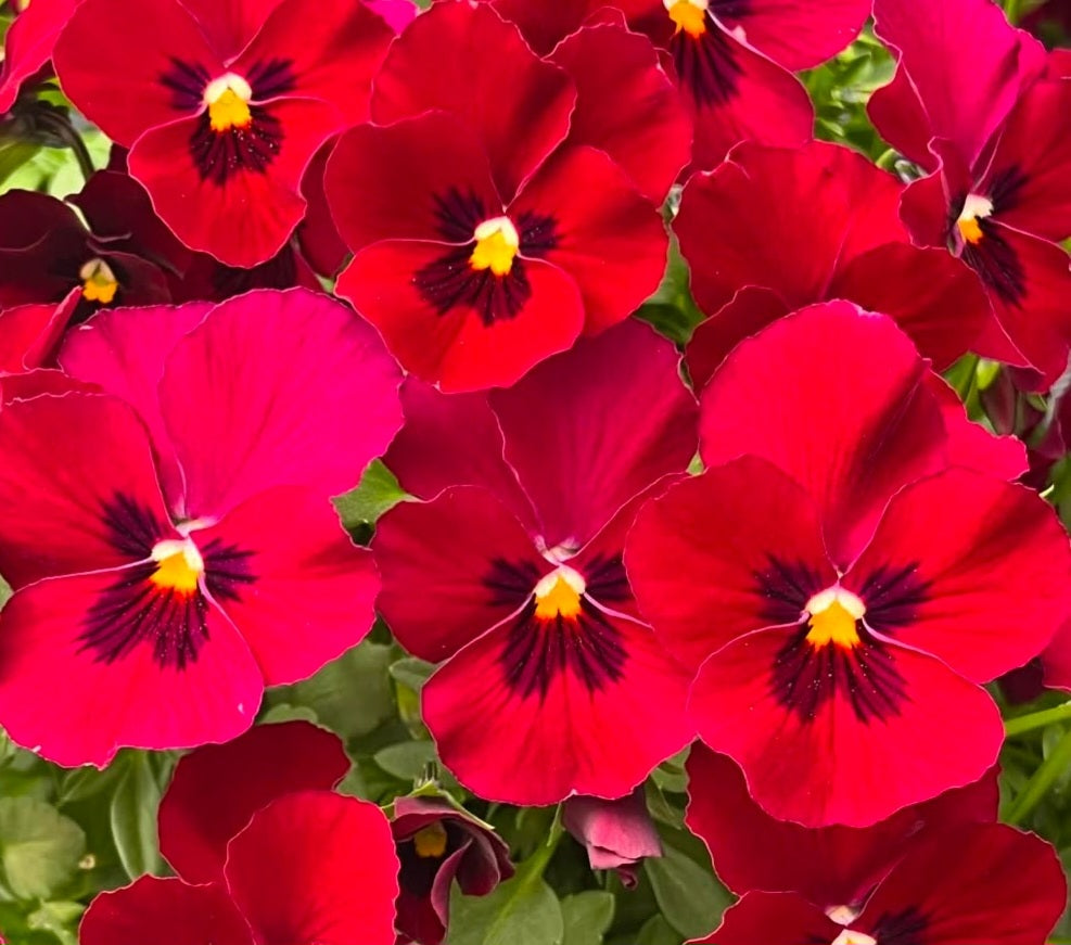 Pansy Japan Series Liesel 60 Seeds