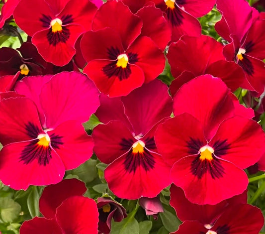 Pansy Japan Series Liesel 60 Seeds