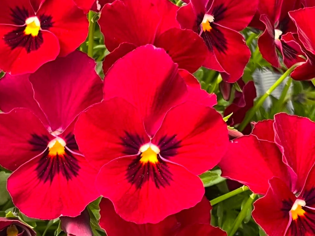 Pansy Japan Series Liesel 60 Seeds