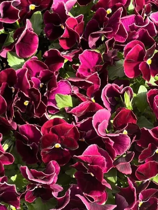 Pansy Japan Series Hilda 60 Seeds