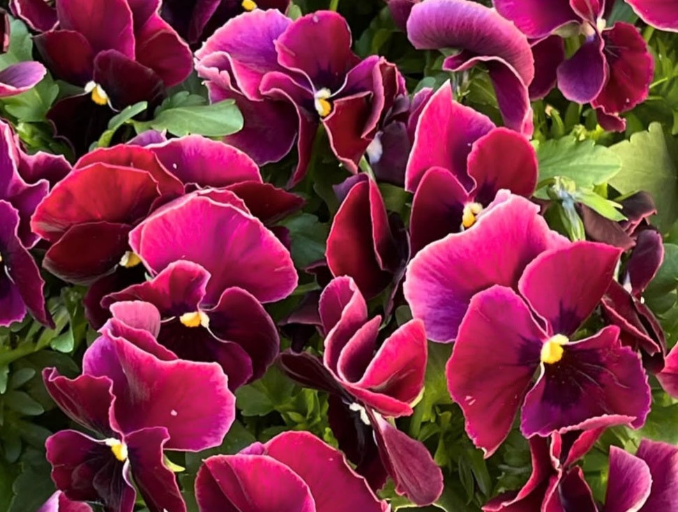 Pansy Japan Series Hilda 60 Seeds