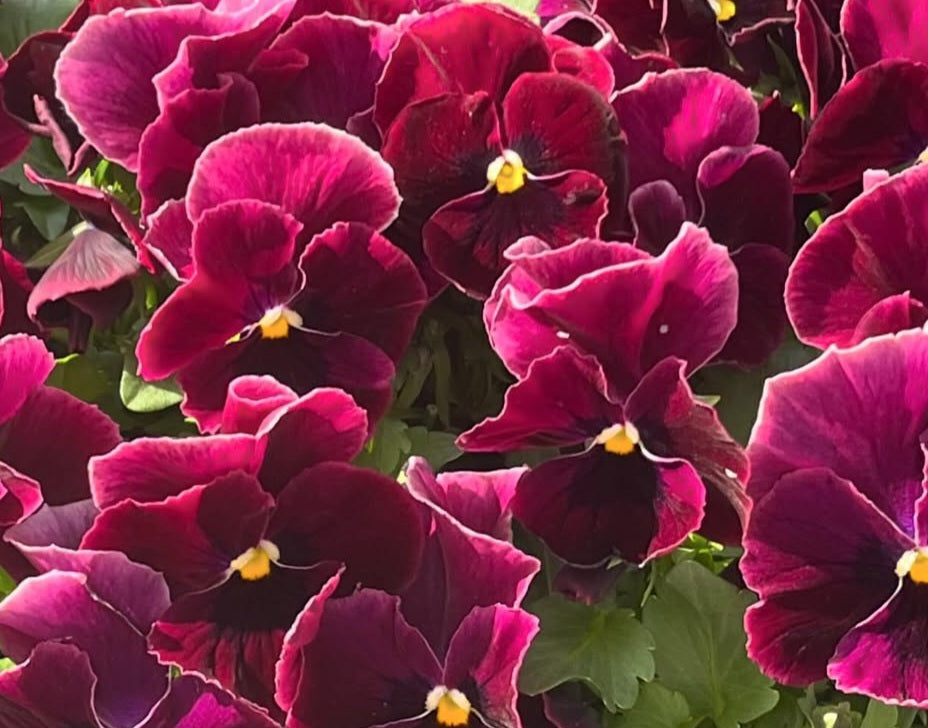 Pansy Japan Series Hilda 60 Seeds