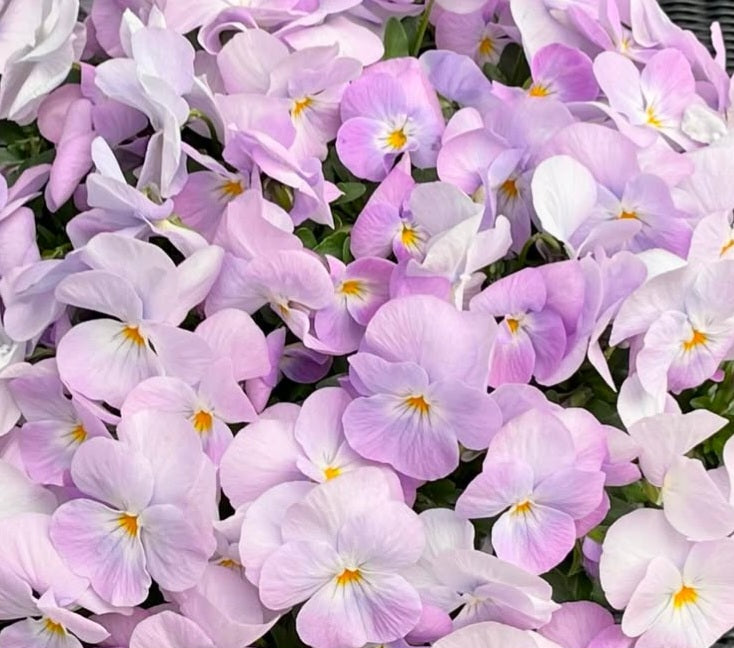 Pansy Japan Series Helga 60 Seeds