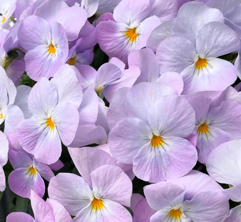Pansy Japan Series Helga 60 Seeds