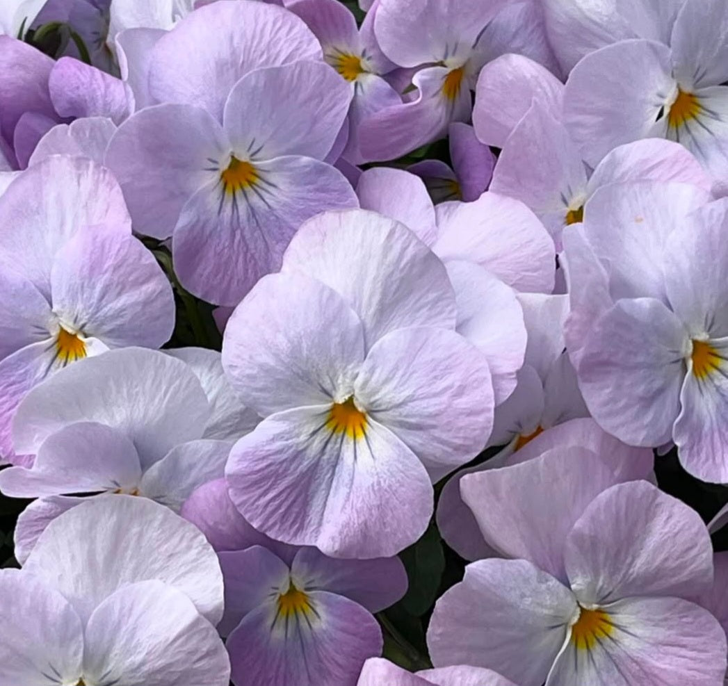 Pansy Japan Series Helga 60 Seeds