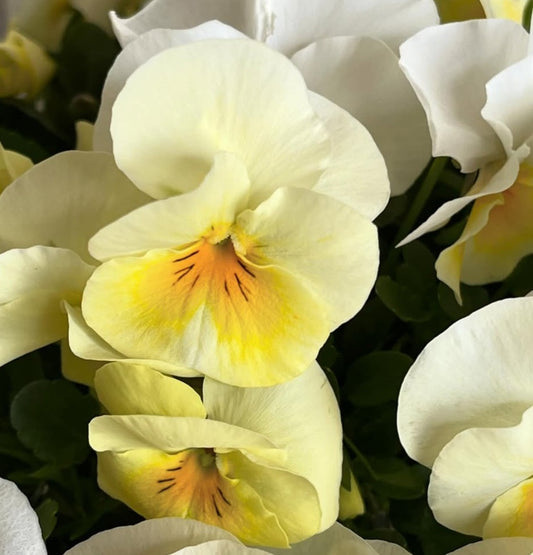 Pansy Japan Series Dorothea 60 Seeds