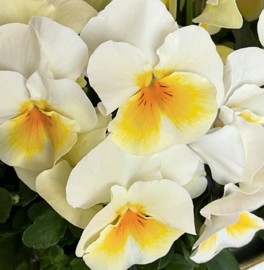 Pansy Japan Series Dorothea 60 Seeds