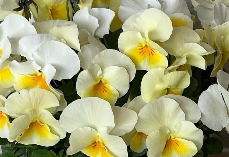 Pansy Japan Series Dorothea 60 Seeds
