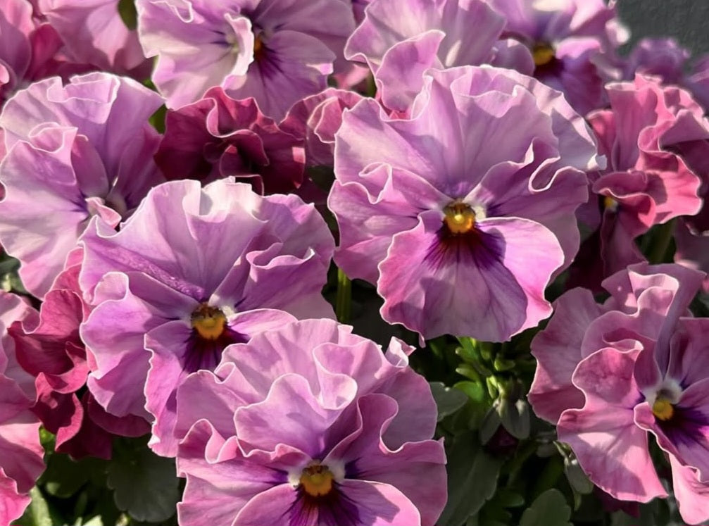 Pansy Japan Series Wibke 60 Seeds
