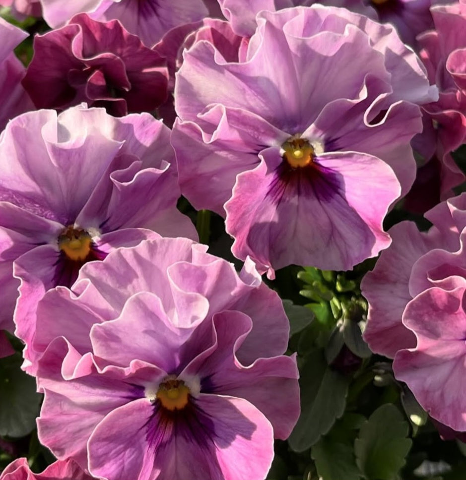 Pansy Japan Series Wibke 60 Seeds