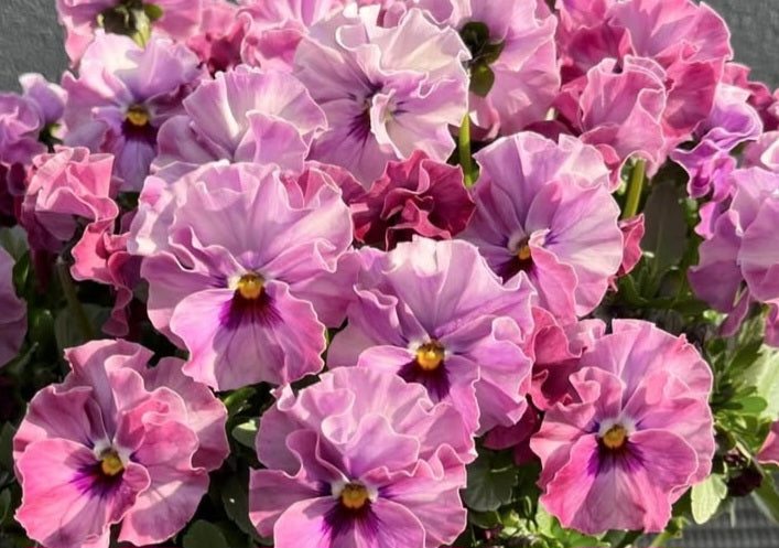Pansy Japan Series Wibke 60 Seeds
