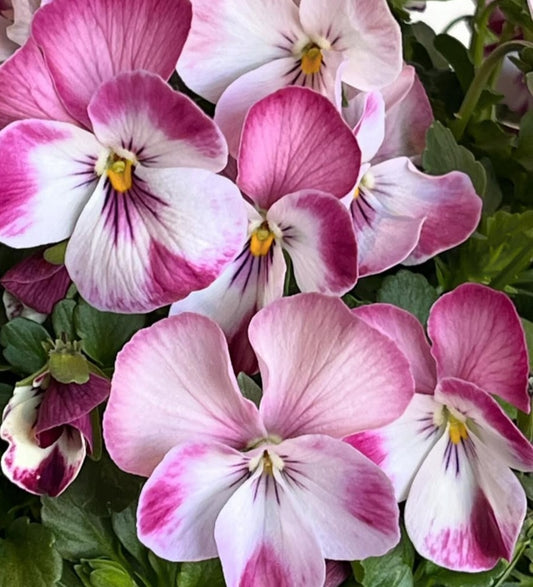 Pansy Japan Series Ottilie 60 Seeds