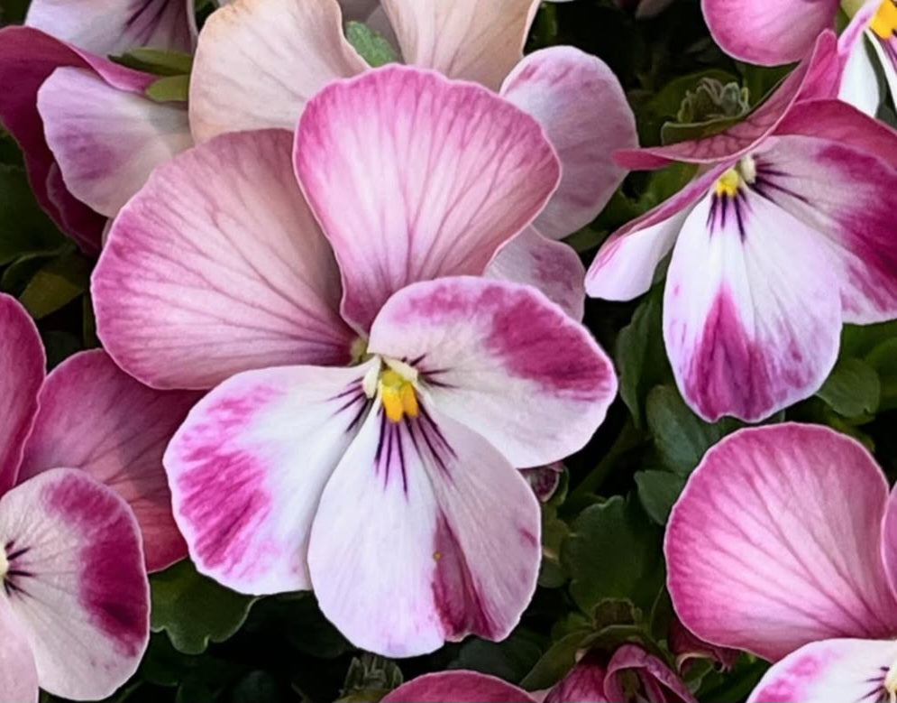 Pansy Japan Series Ottilie 60 Seeds