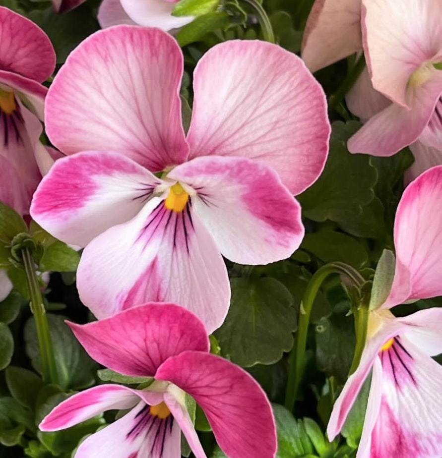 Pansy Japan Series Ottilie 60 Seeds