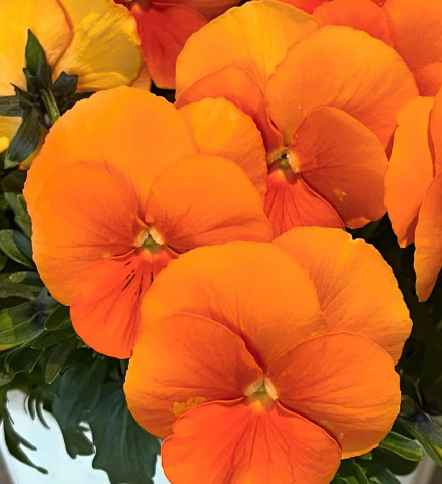 Pansy Japan Series Bertha 60 Seeds