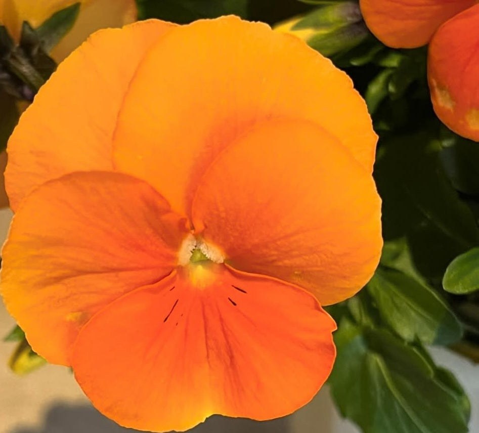 Pansy Japan Series Bertha 60 Seeds