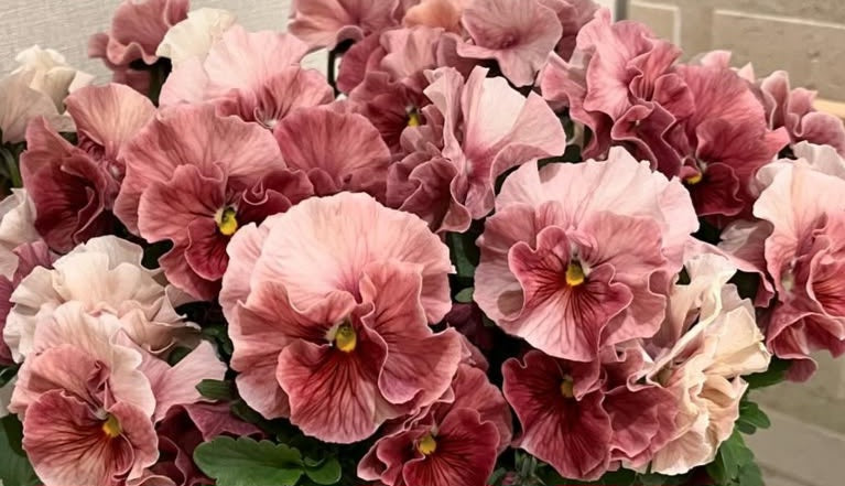 Pansy Japan Series Wilhelmina 60 Seeds