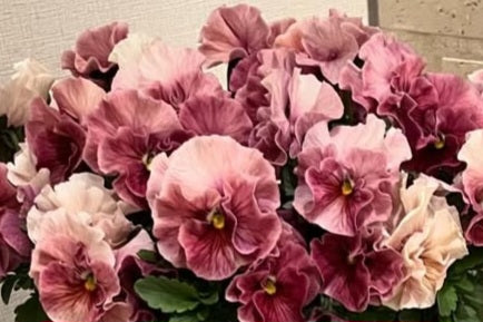 Pansy Japan Series Wilhelmina 60 Seeds