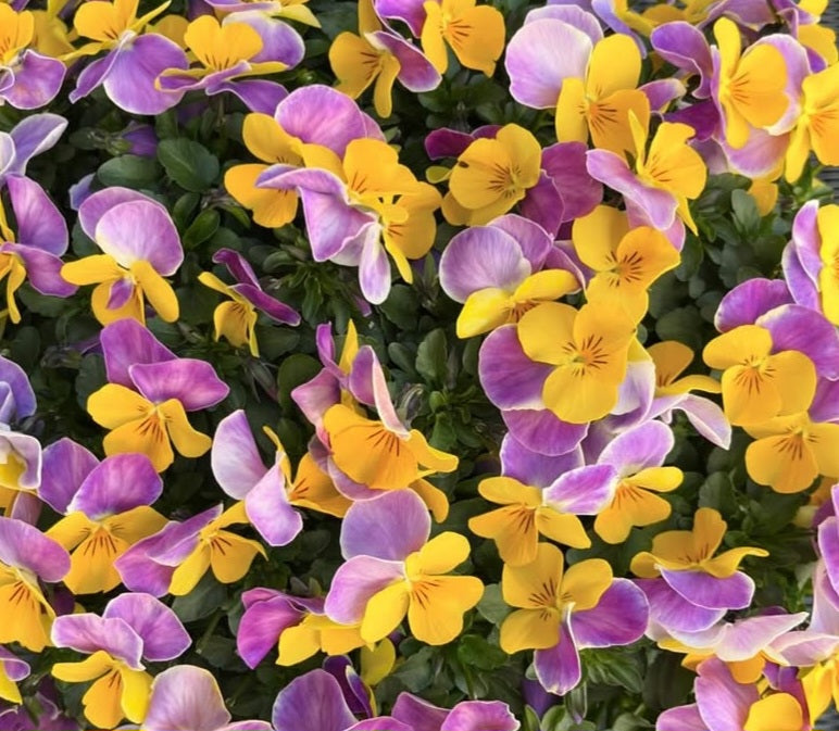 Pansy Japan Series Thekla 60 Seeds