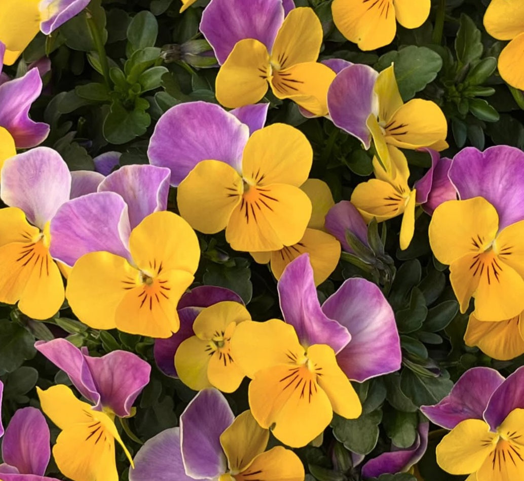 Pansy Japan Series Thekla 60 Seeds