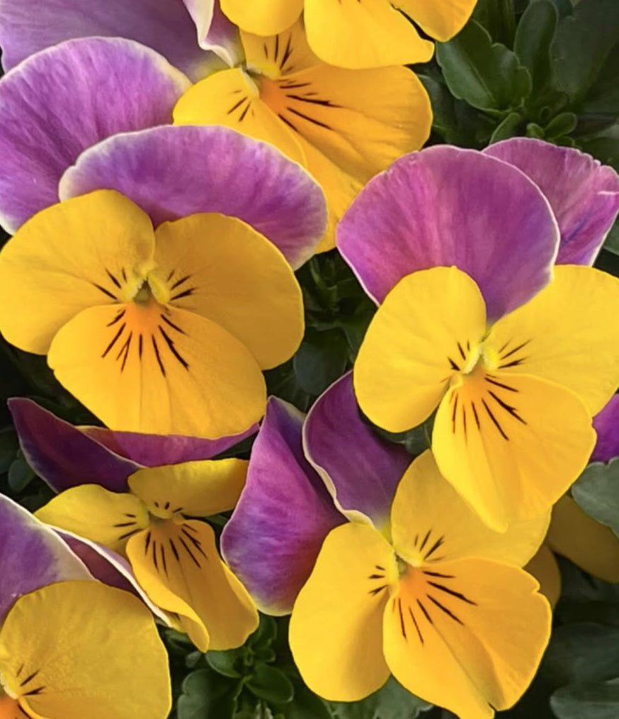 Pansy Japan Series Thekla 60 Seeds