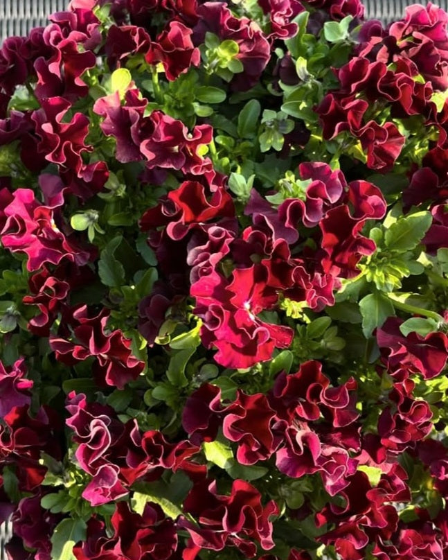 Pansy Japan Series Magdalena 60 Seeds