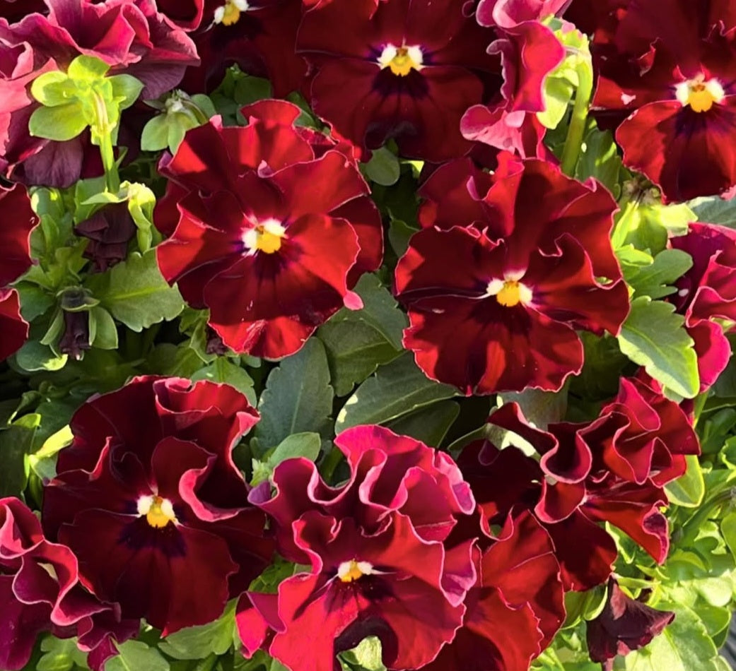 Pansy Japan Series Magdalena 60 Seeds