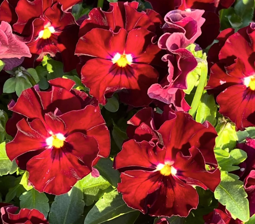Pansy Japan Series Magdalena 60 Seeds