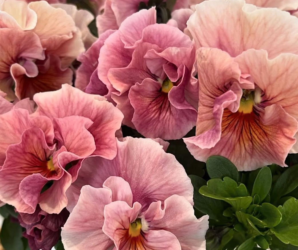 Pansy Japan Series Brigitte 60 Seeds