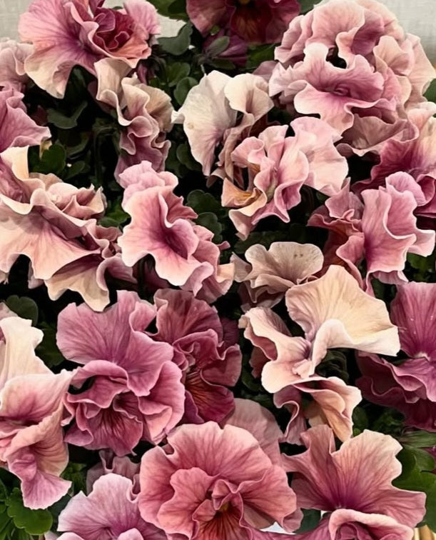 Pansy Japan Series Brigitte 60 Seeds