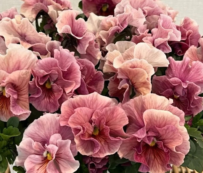 Pansy Japan Series Brigitte 60 Seeds