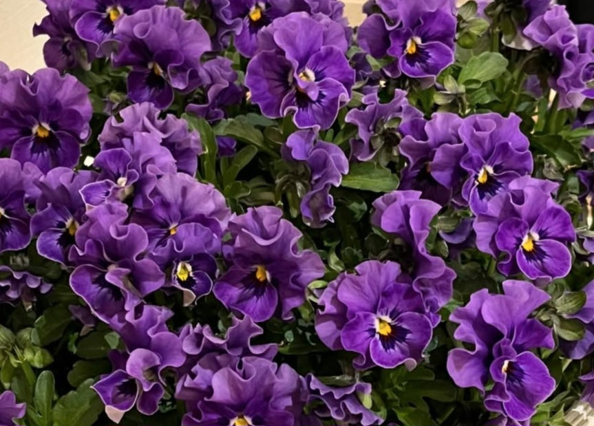 Pansy Japan Series Jutte 60 Seeds