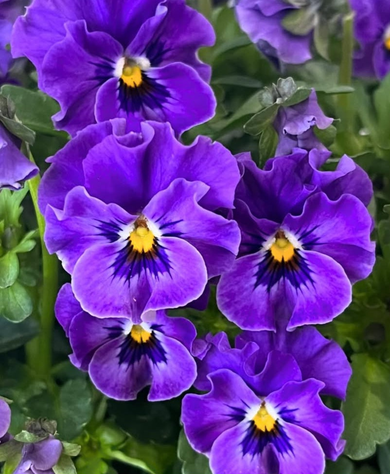 Pansy Japan Series Jutte 60 Seeds
