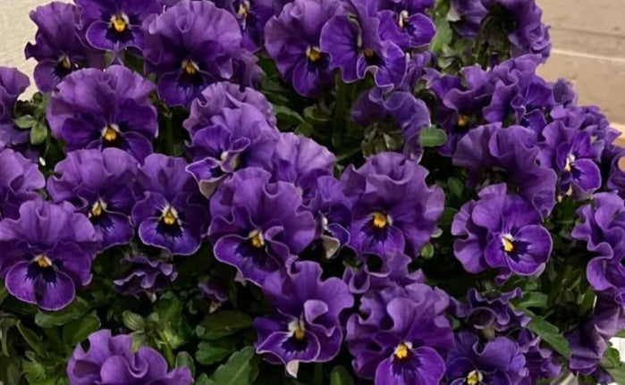 Pansy Japan Series Jutte 60 Seeds